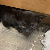 Thumbnail photo of Melinoe #2