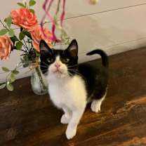 Thumbnail photo of Asteroid 4863 #1