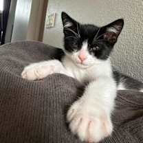 Thumbnail photo of Asteroid 4863 #2