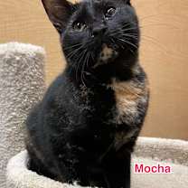 Thumbnail photo of Mocha #2