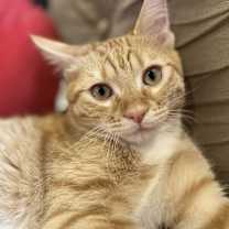 Thumbnail photo of Marmalade #1