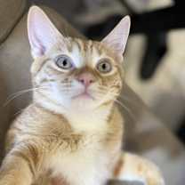 Thumbnail photo of Marmalade #2