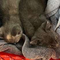 Thumbnail photo of Ruby #2