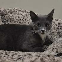 Thumbnail photo of MEECHEE #1