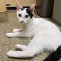 Thumbnail photo of Snowball #3