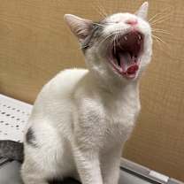 Thumbnail photo of Artic #2