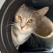 Thumbnail photo of Osprey #3