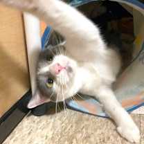 Thumbnail photo of YODA #4