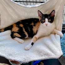 Thumbnail photo of Desdemona (C000-529) -  Costa Mesa Location #1