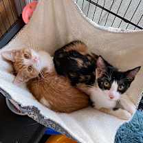 Thumbnail photo of Desdemona (C000-529) -  Costa Mesa Location #4