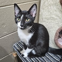 Thumbnail photo of Arthur #1