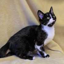 Thumbnail photo of Arthur #3