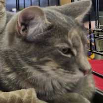 Thumbnail photo of Shinju (Japanese Litter) #3