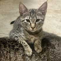 Thumbnail photo of Bolt #brother-of-Tornado #2