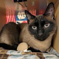 Thumbnail photo of Misty Blue #2