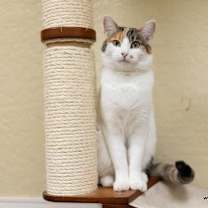 Thumbnail photo of Magpie #1