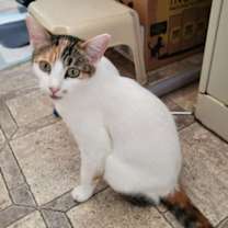 Thumbnail photo of Magpie #2