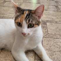 Thumbnail photo of Magpie #3