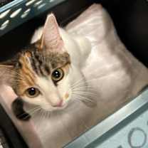 Thumbnail photo of Magpie #4