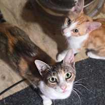 Thumbnail photo of Charolette #3