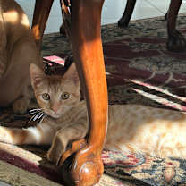 Thumbnail photo of O Brother Where Art Thou? #2