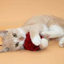 Thumbnail photo of Ranchu #2