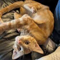 Thumbnail photo of Osiris (must be adopted with H #3