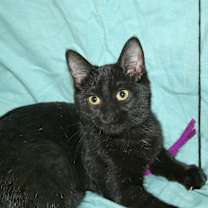 Thumbnail photo of Lyric #1