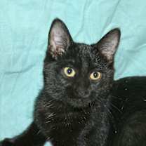 Thumbnail photo of Lyric #2