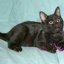 Thumbnail photo of Lyric #3