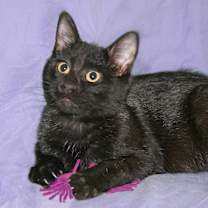 Thumbnail photo of Lyric #4