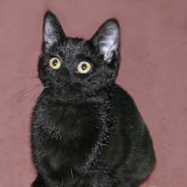 Thumbnail photo of Luz #2