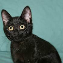 Thumbnail photo of Luz #3