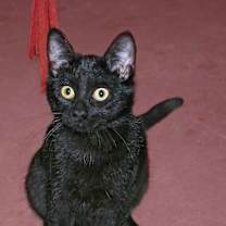 Thumbnail photo of Luz #4