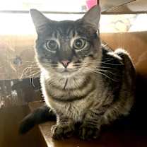 Thumbnail photo of SHARK BOY #1