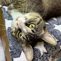 Thumbnail photo of Mario #2