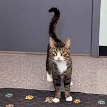 Thumbnail photo of Mario #3