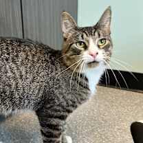 Thumbnail photo of Mario #4