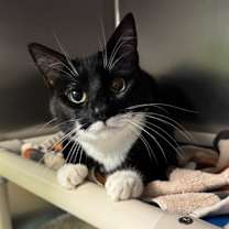 Thumbnail photo of Miracle #3