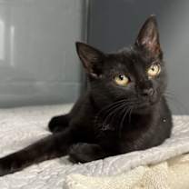 Thumbnail photo of Pothole :) #1