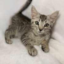 Thumbnail photo of Argente' #2