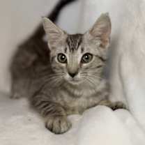 Thumbnail photo of Argente' #3