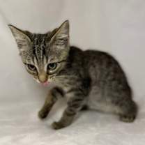 Thumbnail photo of Matisse #4