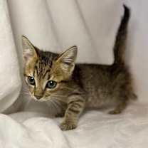 Thumbnail photo of Cerberus #3