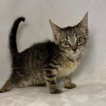 Thumbnail photo of Medusa #1