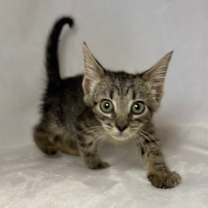 Thumbnail photo of Medusa #2