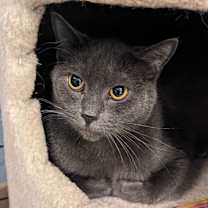 Thumbnail photo of Chloe #2