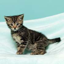 Thumbnail photo of Coraline's Violet #1