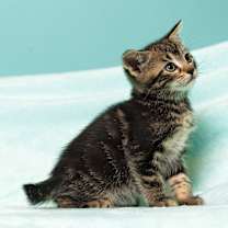 Thumbnail photo of Coraline's Violet #2