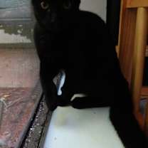 Thumbnail photo of Raven Rock #3